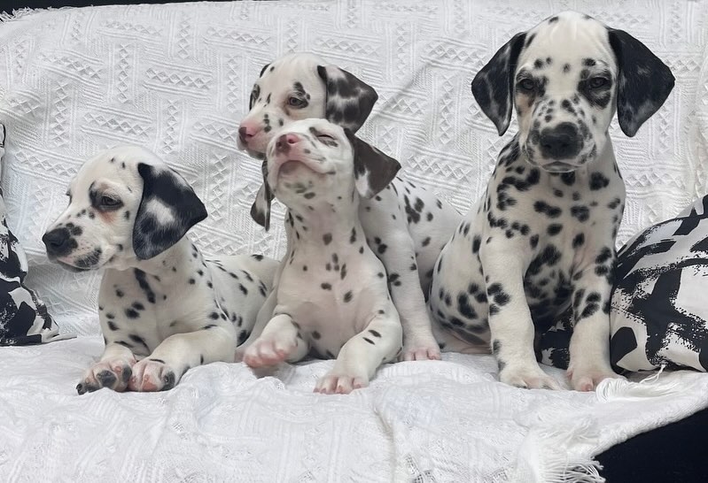 Dalmatinerwelpen suchen ein neues Zuhause