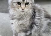 Reinrassige Maine Coon Kitten