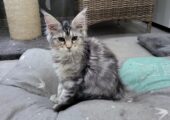 Reinrassige Maine Coon Kitten