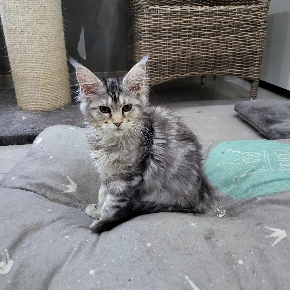 Reinrassige Maine Coon Kitten