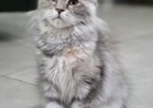 Reinrassige Maine Coon Kitten