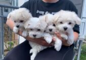 MINI Malteser Welpen 12 Wochen Zum Verschenken