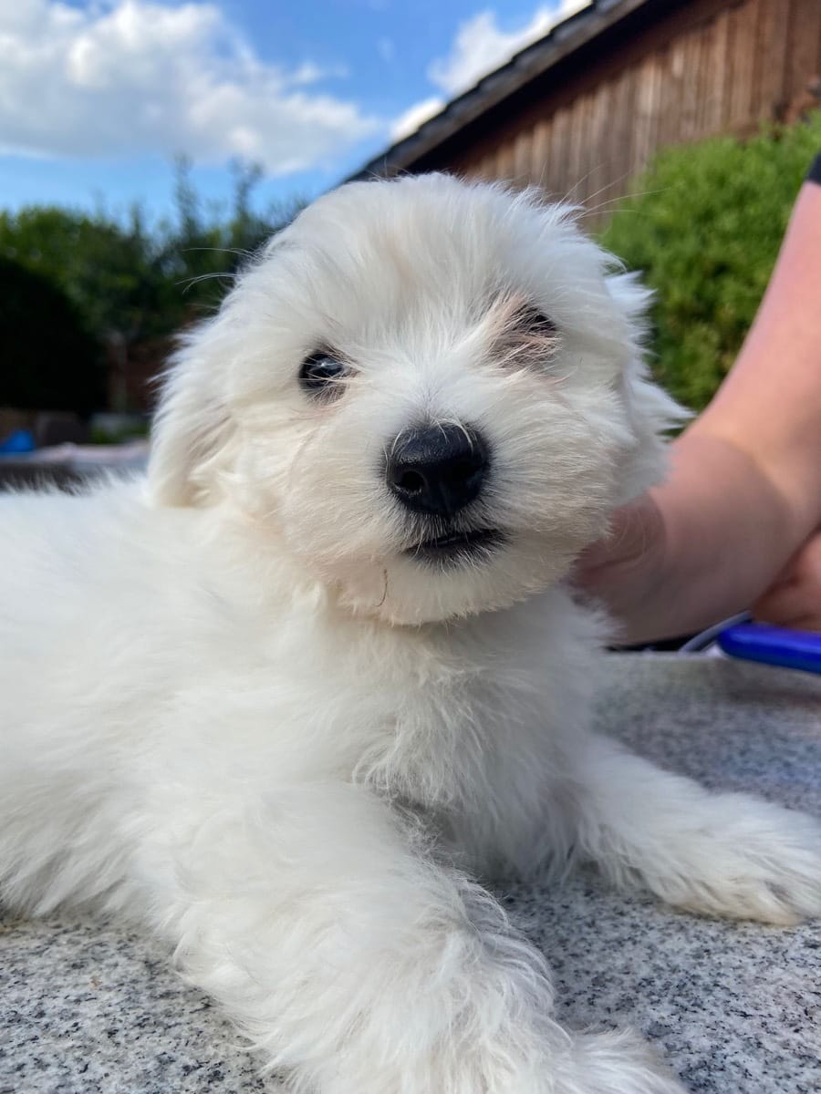 MINI Malteser Welpen 12 Wochen Zum Verschenken