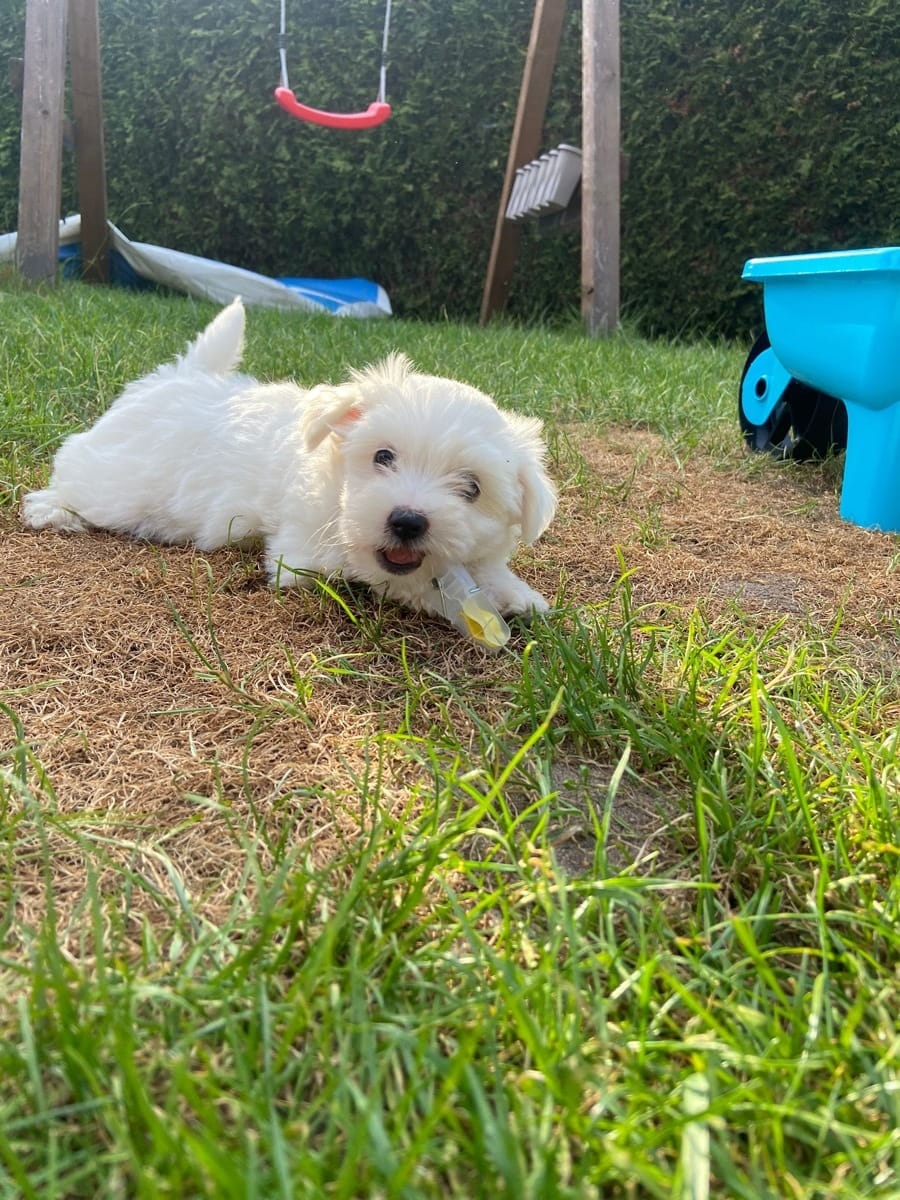 MINI Malteser Welpen 12 Wochen Zum Verschenken
