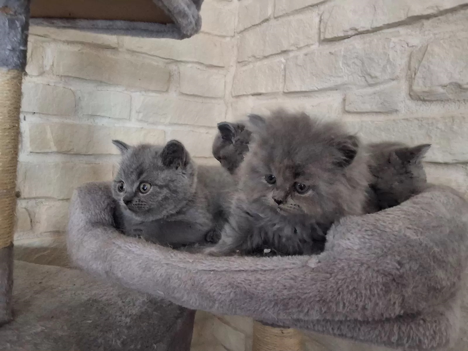 Süße BKH Kitten suchen ein liebevolles Zuhause BITTE BESCHREIBUNG LESEN!