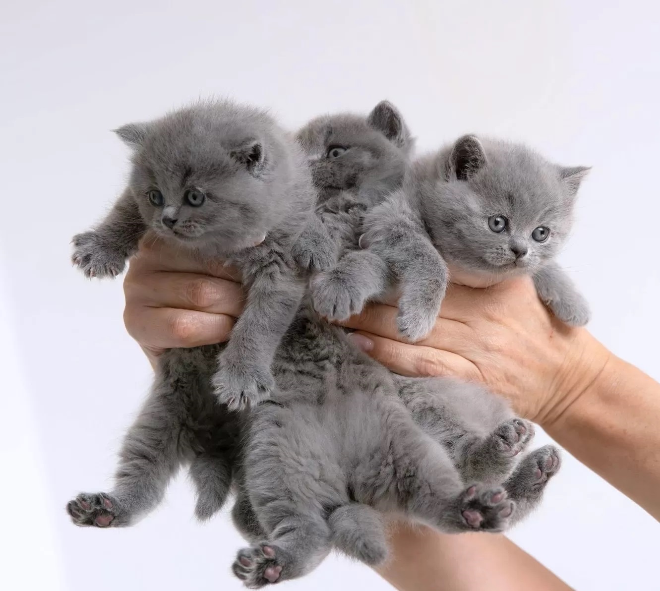 Süße BKH Kitten suchen ein liebevolles Zuhause BITTE BESCHREIBUNG LESEN!