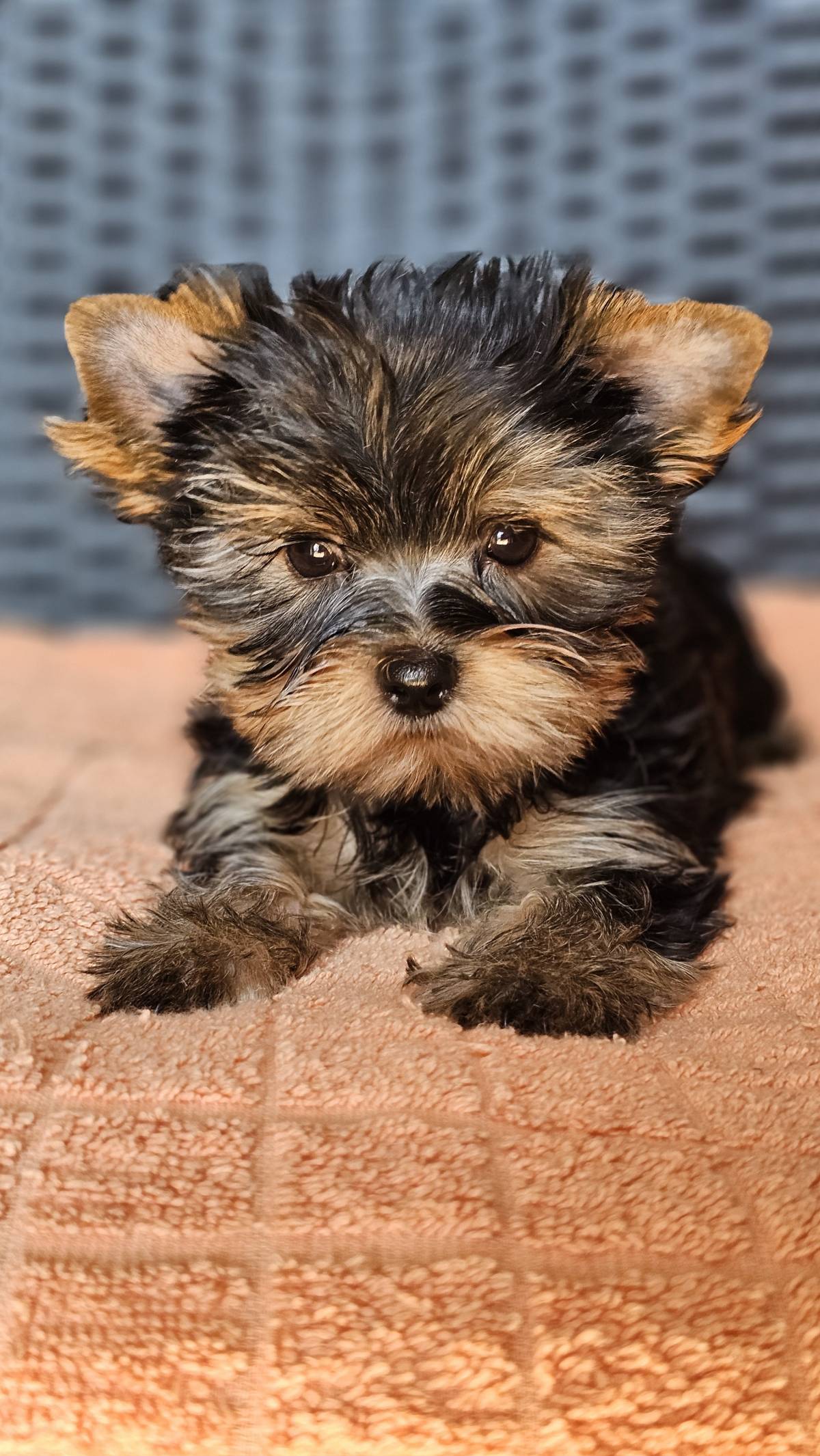 Süsse Wunderschöne Yorshire Terrier Welpen mit Papieren
