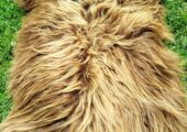 Flauschiges Schaffell Heidschnucke – Teppiche/Dekoration