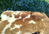 Holländisches Schaffell – dekorativer Teppich