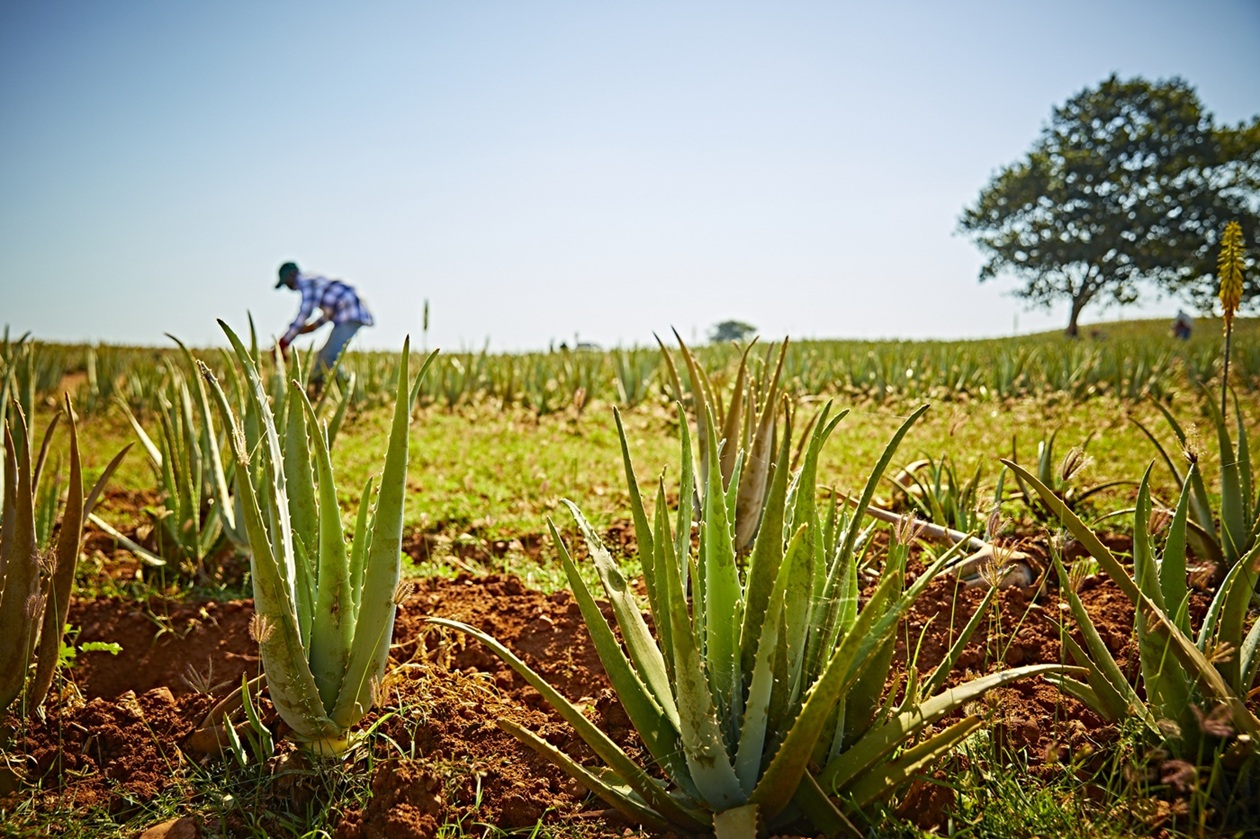 Die Lieblings-Anti-Aging-Lösung meiner Mutter: Forever Renewing Skin Crème mit Aloe Vera.